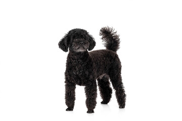Black Poodle dog standing on a white studio background, looking at the camera, full body, with curly fur.
