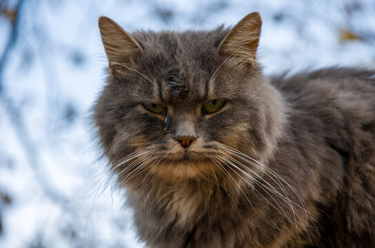 Stern Gaze of a Fluffy Gray Feral Cat Portrait against a Cold Blue Background