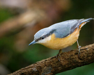 Obraz premium Beautiful Nuthatch posing on a nearby branch in Thornley Woods, Gateshead, November 2025