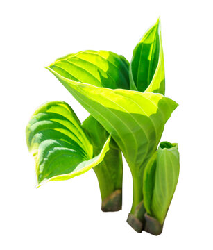 Young shoots of hosta isolated on transparent background