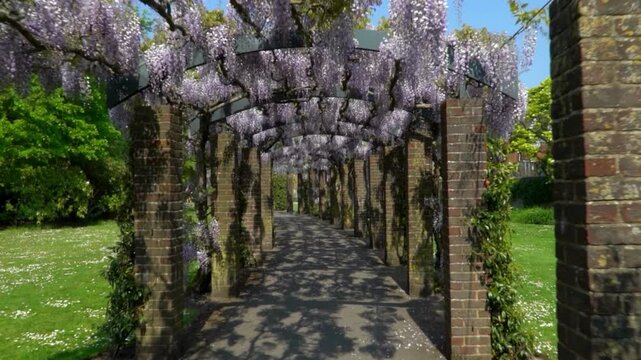 A wisteria covered walkway with brick pillars and a metal archway in a garden on a sunny day