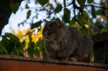 Fluffy Gray Cat Perched on a Garden Wall Under Autumn Foliage