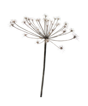Angelica sylvestris dried flower isolated on transparent background