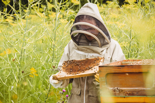 Mid adult male beekeeper in veiled-suit inspecting comb frame with bees near hive box in meadow