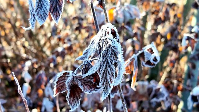 Frost-covered leaves glisten in sunlight, showcasing intricate details and textures, as camera slowly zooms in to reveal the beauty of winter's touch on nature