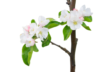 Flowers and foliage of a fruitful apple tree isolated on a transparent background