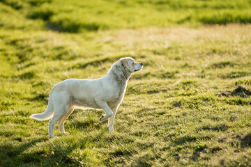 Obraz premium Dog in nature during outdoor activity and training at golden hour 