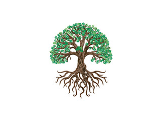 olive tree with  roots vector illustrations