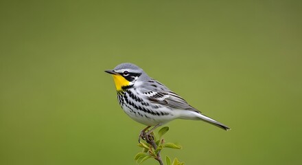 Fototapeta premium A yellow throated warbler perched on a small branch against a green background