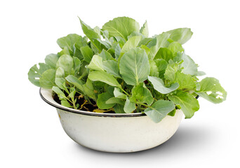 A bowl with cabbage seedlings isolated on a transparent background