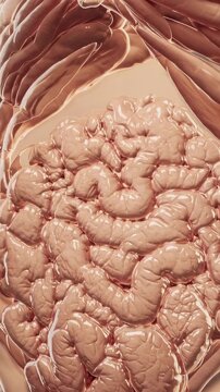 closeup abdominal anatomy showing folded intestines detailed 3D medical illustration of coiled small bowel and mesentery beneath ribcage realistic tissue textures subtle lighting surgical simulation