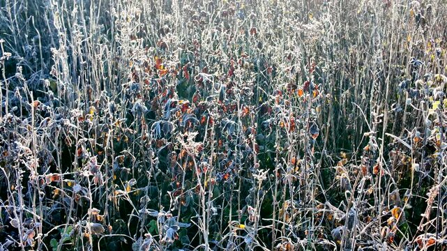 Frost-covered field with vibrant foliage transitions from wide shot to close-up, capturing the intricate details of nature's beauty, camera pans and zooms in