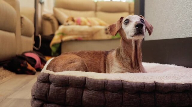 Parallax Shot of Brown Male Short-Haired Dachshund Lying On Bed Looking Around And Sniffing Curiously