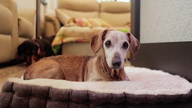 Brown Male Short-Haired Dachshund Lying On Bed Looking Around Curiously