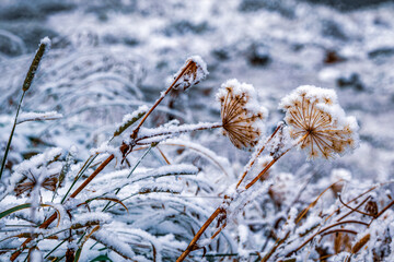 View of snow-covered plants in the Swiss Alps.