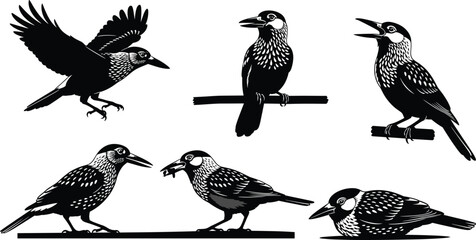 Spotted nutcracker bird silhouette set, black vector illustration collection, wild animal design elements, flying and perching poses, isolated graphic icons on white background.