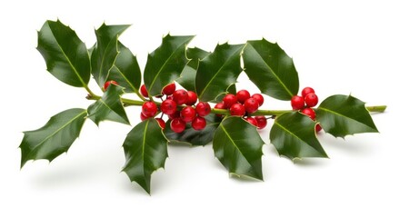 A sprig of holly with bright red berries and green leaves on a white background