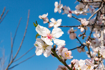 Spring flowering apricot. Cherry blossom flowers are in bloom in Alanya City, Turkey