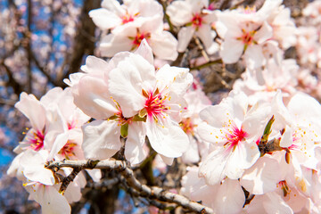 Spring flowering apricot. Cherry blossom flowers are in bloom in Alanya City, Turkey