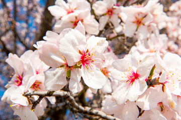 Spring flowering apricot. Cherry blossom flowers are in bloom in Alanya City, Turkey