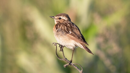 Obraz premium sparrow on the grass