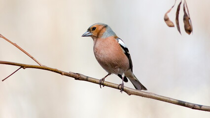 Obraz premium great spotted woodpecker