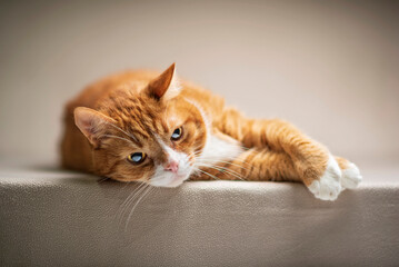 Domestic cat with a playful expression, lying on a soft surface, showcasing its fur texture and curious demeanor, embodying the essence of feline companionship and charm