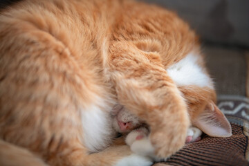 Domestic cat with a playful expression, lying on a soft surface, showcasing its fur texture and curious demeanor, embodying the essence of feline companionship and charm