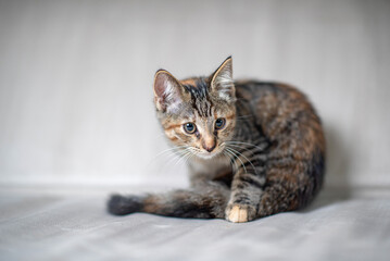 Domestic cat with a playful expression, lying on a soft surface, showcasing its fur texture and curious demeanor, embodying the essence of feline companionship and charm