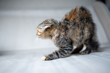 Domestic cat with a playful expression, lying on a soft surface, showcasing its fur texture and curious demeanor, embodying the essence of feline companionship and charm