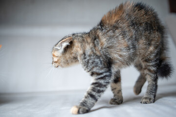 Obraz premium Domestic cat with a playful expression, lying on a soft surface, showcasing its fur texture and curious demeanor, embodying the essence of feline companionship and charm