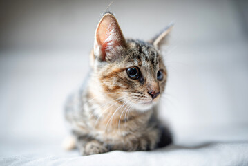 Domestic cat with a playful expression, lying on a soft surface, showcasing its fur texture and curious demeanor, embodying the essence of feline companionship and charm