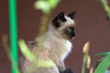 Domestic cat with a playful expression, lying on a soft surface, showcasing its fur texture and curious demeanor, embodying the essence of feline companionship and charm