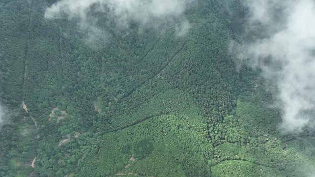 Aerial view of the lush green Route des Cretes, a picturesque landscape partially obscured by soft, ethereal clouds, Fellering, Grand Est, France.