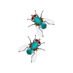 Fly logo. Flies icon. Flat design illustration