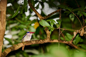 Cittura cyanotis photographed in Tangkoko National Park on Sulawesi a rare and striking endemic kingfisher of Indonesia’s rainforest.