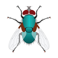 Fly logo. Flies icon. Flat design illustration