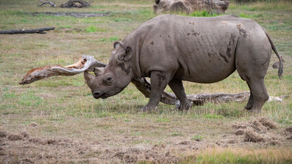Obraz premium Black Rhinoceros Walking in Grass