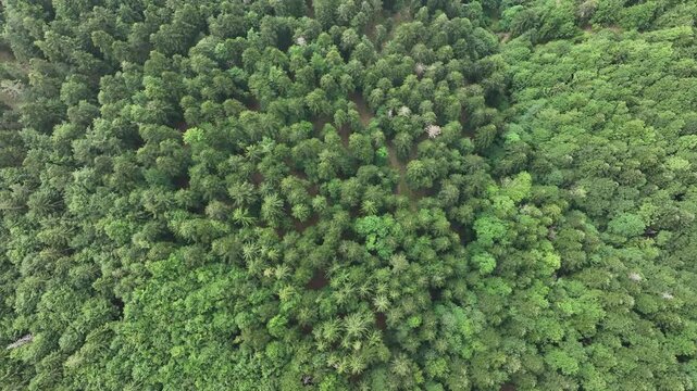 Aerial view of a dense forest canopy showcasing varied shades of green, creating a vibrant tapestry of nature's beauty, Fellering, Grand Est, France.