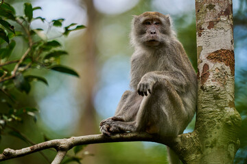 Macaca fascicularis in Tanjung Puting National Park showing natural primate behavior in the rich rainforest of Borneo.