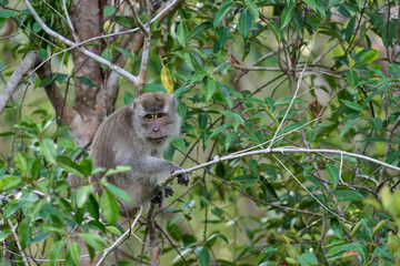 Macaca fascicularis in Tanjung Puting National Park showing natural primate behavior in the rich rainforest of Borneo.