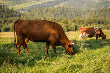 Cows grazing on Pieniny mountain meadows, organic dairy and milk production
