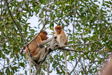 Nasalis larvatus in Tanjung Puting showing natural family behavior and life in the treetops of Borneo’s endangered rainforest.