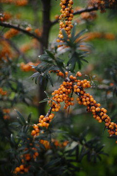  yellow  oranges berries on sea buckthorn branches 