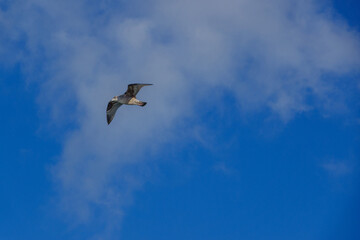 Gull soaring through a clear blue sky with white clouds