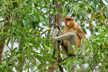 Nasalis larvatus in Tanjung Puting showing natural family behavior and life in the treetops of Borneo’s endangered rainforest.