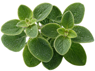 Close-up of fresh oregano leaves covered in water droplets
