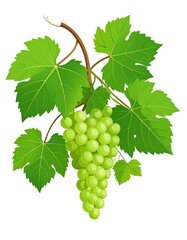 Obraz premium Fresh Green Grapes on Vine with Leaves - A Vibrant Still Life.