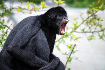 Side View of a Spider Monkey with its Mouth Open