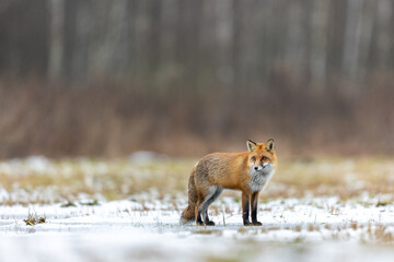 Mammals - European Red Fox (Vulpes vulpes)